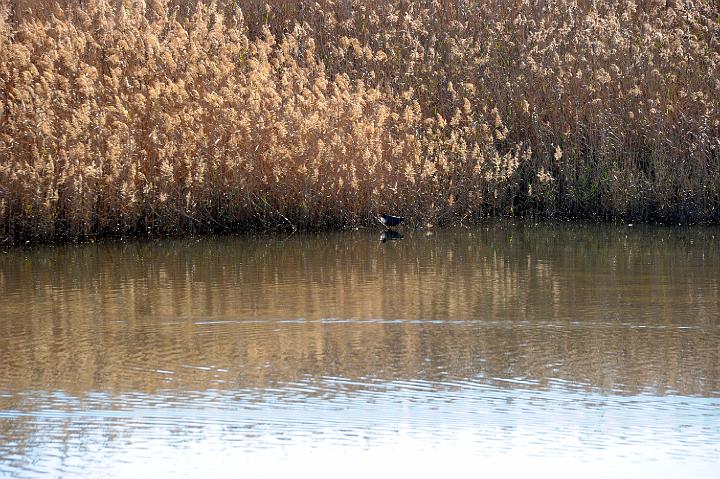 1Saline di Priolo 16.1.2011 (95).jpg